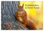 Eichhörnchen in freier Natur (Wandkalender 2026 DIN A2 quer), CALVENDO Monatskalender
