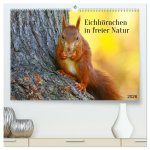 Eichhörnchen in freier Natur (hochwertiger Premium Wandkalender 2026 DIN A2 quer), Kunstdruck in Hochglanz