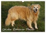 Golden Retriever Power (Wandkalender 2026 DIN A3 quer), CALVENDO Monatskalender