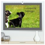 Französische Bulldoggen (hochwertiger Premium Wandkalender 2026 DIN A2 quer), Kunstdruck in Hochglanz