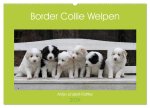 Border Collie Welpen (Wandkalender 2026 DIN A2 quer), CALVENDO Monatskalender
