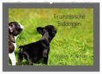 Französische Bulldoggen (Wandkalender 2026 DIN A2 quer), CALVENDO Monatskalender