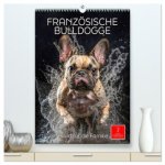 Französische Bulldogge - ein Hund für die Familie (hochwertiger Premium Wandkalender 2026 DIN A2 hoch), Kunstdruck in Hochglanz