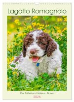 Lagotto Romagnolo - Der Trüffelhund Italiens - Planer (Wandkalender 2026 DIN A3 hoch), CALVENDO Monatskalender