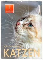 Katzen - süß und kuschelig (Wandkalender 2026 DIN A2 hoch), CALVENDO Monatskalender