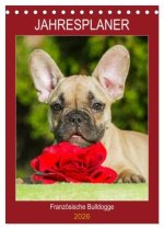 Jahresplaner Französische Bulldogge (Tischkalender 2026 DIN A5 hoch), CALVENDO Monatskalender