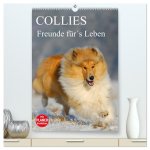 Collies - Freunde für's Leben (hochwertiger Premium Wandkalender 2026 DIN A2 hoch), Kunstdruck in Hochglanz