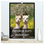 Alpakas zum Verlieben (hochwertiger Premium Wandkalender 2026 DIN A2 hoch), Kunstdruck in Hochglanz