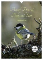 Amsel, Drossel, Fink und Star - beobachtet (Wandkalender 2026 DIN A3 hoch), CALVENDO Monatskalender