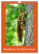 Niedliche Eichhörnchen (Wandkalender 2026 DIN A4 hoch), CALVENDO Monatskalender