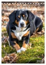 Entlebucher Sennenhunde begleiten Sie durch das Jahr (Tischkalender 2026 DIN A5 hoch), CALVENDO Monatskalender
