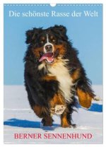 Die schönste Rasse der Welt - Berner Sennenhund (Wandkalender 2026 DIN A3 hoch), CALVENDO Monatskalender