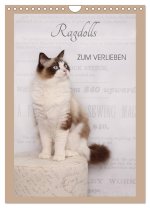 Ragdolls zum Verlieben (Wandkalender 2026 DIN A4 hoch), CALVENDO Monatskalender