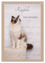 Ragdolls zum Verlieben (Tischkalender 2026 DIN A5 hoch), CALVENDO Monatskalender