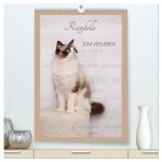 Ragdolls zum Verlieben (hochwertiger Premium Wandkalender 2026 DIN A2 hoch), Kunstdruck in Hochglanz