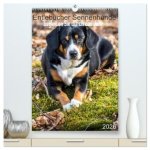 Entlebucher Sennenhunde begleiten Sie durch das Jahr (hochwertiger Premium Wandkalender 2026 DIN A2 hoch), Kunstdruck in Hochglanz