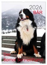 BÄR - Der Berner Sennenhund (Wandkalender 2026 DIN A2 hoch), CALVENDO Monatskalender