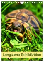Langsame Schildkröten (Wandkalender 2026 DIN A4 hoch), CALVENDO Monatskalender