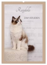 Ragdolls zum Verlieben (Wandkalender 2026 DIN A2 hoch), CALVENDO Monatskalender