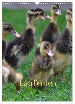 Laufenten (Wandkalender 2026 DIN A3 hoch), CALVENDO Monatskalender