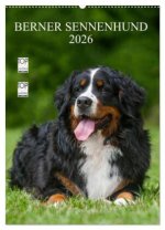 Berner Sennenhund 2026 (Wandkalender 2026 DIN A2 hoch), CALVENDO Monatskalender