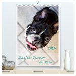 Boston Terrier der Hund 2026 (hochwertiger Premium Wandkalender 2026 DIN A2 hoch), Kunstdruck in Hochglanz
