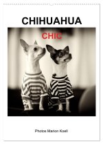 CHIHUAHUA CHIC Photos Marion Koell (Wandkalender 2026 DIN A2 hoch), CALVENDO Monatskalender