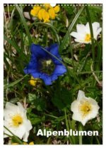 Alpenblumen (Wandkalender 2026 DIN A3 hoch), CALVENDO Monatskalender