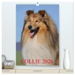 Collie 2026 (hochwertiger Premium Wandkalender 2026 DIN A2 hoch), Kunstdruck in Hochglanz