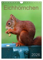 Eichhörnchen (Wandkalender 2026 DIN A4 hoch), CALVENDO Monatskalender