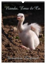Nandu, Emu & Co. (Wandkalender 2026 DIN A3 hoch), CALVENDO Monatskalender