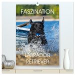 Faszination Labrador Retriever (hochwertiger Premium Wandkalender 2026 DIN A2 hoch), Kunstdruck in Hochglanz