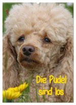Die Pudel sind los (Wandkalender 2026 DIN A2 hoch), CALVENDO Monatskalender