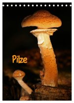 Pilze (Tischkalender 2026 DIN A5 hoch), CALVENDO Monatskalender
