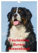 Faszination Berner Sennenhund (Wandkalender 2026 DIN A4 hoch), CALVENDO Monatskalender