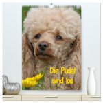 Die Pudel sind los (hochwertiger Premium Wandkalender 2026 DIN A2 hoch), Kunstdruck in Hochglanz