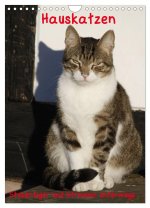 Hauskatzen (Wandkalender 2026 DIN A4 hoch), CALVENDO Monatskalender