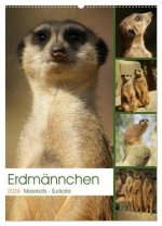 Erdmännchen-Meerkats-Surikate (Wandkalender 2026 DIN A2 hoch), CALVENDO Monatskalender