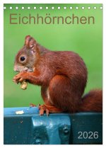 Eichhörnchen (Tischkalender 2026 DIN A5 hoch), CALVENDO Monatskalender