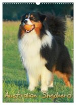 Australian Shepherd (Wandkalender 2026 DIN A3 hoch), CALVENDO Monatskalender