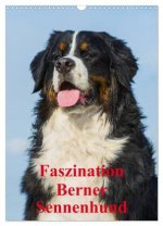 Faszination Berner Sennenhund (Wandkalender 2026 DIN A3 hoch), CALVENDO Monatskalender