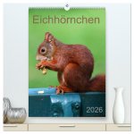 Eichhörnchen (hochwertiger Premium Wandkalender 2026 DIN A2 hoch), Kunstdruck in Hochglanz