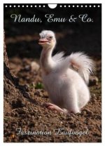 Nandu, Emu & Co. (Wandkalender 2026 DIN A4 hoch), CALVENDO Monatskalender