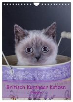 Britisch Kurzhaar Katzen - Planer (Wandkalender 2026 DIN A4 hoch), CALVENDO Monatskalender