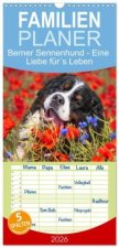 Familienplaner 2026 - Berner Sennenhund - Eine Liebe für's Leben mit 5 Spalten (Wandkalender, 21 x 45 cm) CALVENDO