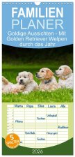 Familienplaner 2026 - Goldige Aussichten - Mit Golden Retriever Welpen durch das Jahr mit 5 Spalten (Wandkalender, 21 x 45 cm) CALVENDO