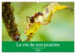 La vie de nos prairies - Le monde des fourmis (Calendrier mural 2026 DIN A2 vertical), CALVENDO calendrier mensuel