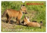 Renardeaux. Premiers pas sur la prairie (Calendrier mural 2026 DIN A4 vertical), CALVENDO calendrier mensuel