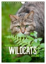 European Wildcats (Wall Calendar 2026 DIN A4 portrait), CALVENDO 12 Month Wall Calendar