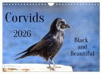Corvids - Black and Beautiful (Wall Calendar 2026 DIN A4 landscape), CALVENDO 12 Month Wall Calendar